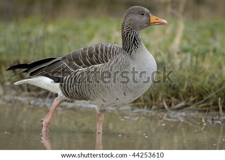Greylag Goose - Anser anser Single bird wading in water