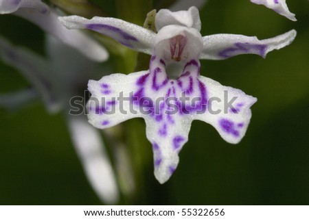 Common Spotted Orchid - Dactylorhiza fushsii Close up of single flower