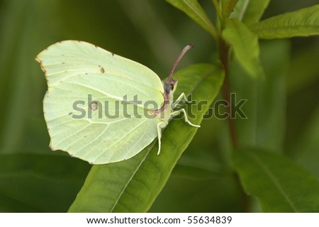 Brimstone Butterfly - Gonepteryx Rhamni, Female Stock P