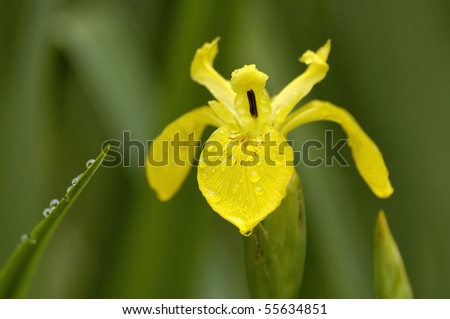 Yellow Flag Iris - Iris pseudacorus