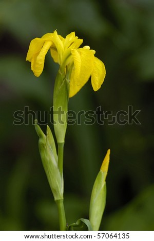 Yellow Flag Iris - Iris pseudacorus