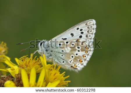 Chalkhill Blue Butterfly