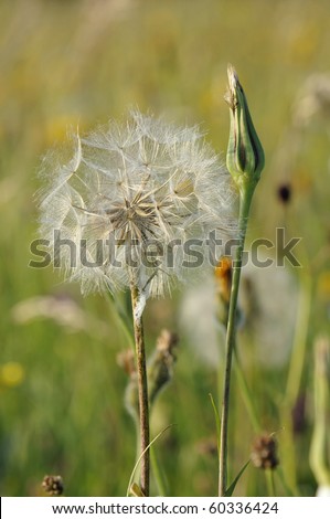 Goatsbeard seedhead - Tragopogon pratensis Also known as Jack-go-to-bed-at-noon