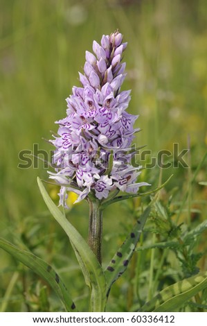 Common Spotted Orchid - Dactylorhiza fushsii Showing spotted leaves and flower