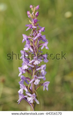 Common Fragrant Orchid - Gymnadenia conopsea