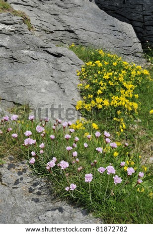 Thrift or Sea Pink - Armeria maritima, and Common Bird\'s-foot Trefoil - Lotus corniculatus Growing on Limestone Pavement