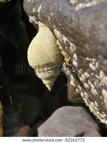 common dog whelk