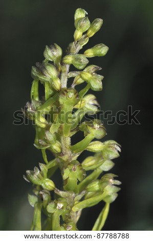 Common Twayblade Orchid - Listera ovata