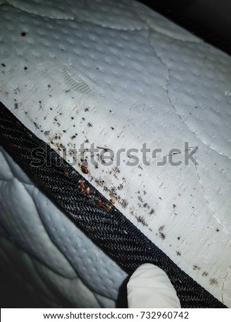 Bedbugs and bed bug eggs on a bed mattress
