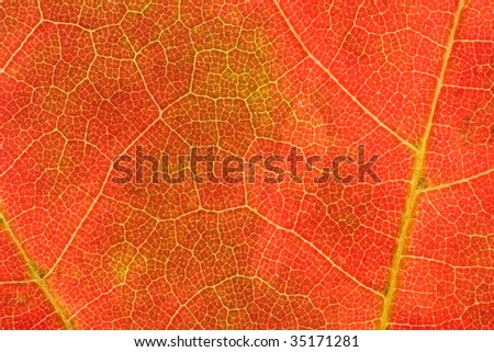 Macro of an autumn leaf with light green veins; good for background or text