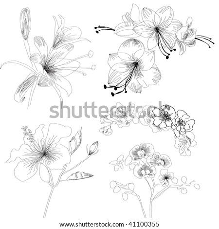 stock vector Sketch with flowers hibiscus flower drawing