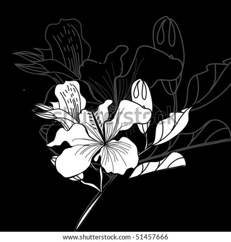 black and white flowers pictures. stock vector : Black and white
