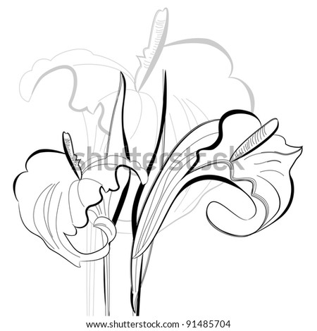 Picture Lily Flower on Of Vector Monochrome Illustration Calla Lilies Flowers   Stock Photo