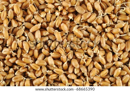 Wheat germs background