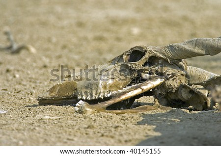 The skull of an Eland bears testimony to the harshness of the Kalahari