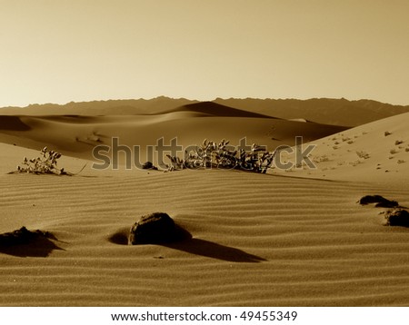 Sepia desert view: sand dunes with sparse vegetation, sepia toned (Gobi desert, Mongolia).