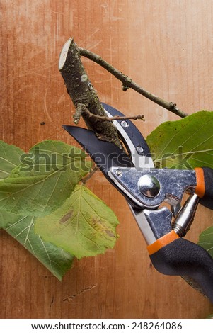 Branch with leaves and pruning shears - pruner.