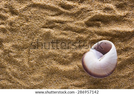 Sea shell on a coarse-grained sand. Background of sand with shell.