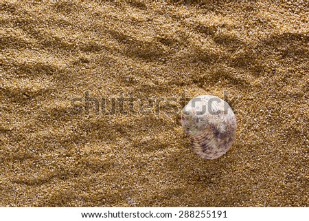 Sea shell on a coarse-grained sand. Background of sand with shell.