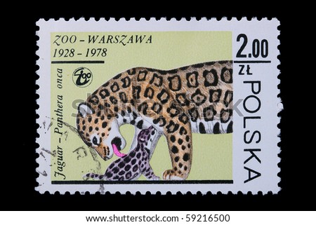 Poland - CIRCA 1978: A stamp is printed in Poland, jaguar, panther, let out CIRCA in 1978.