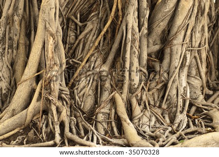 Ficus Tree Roots in Cambodia