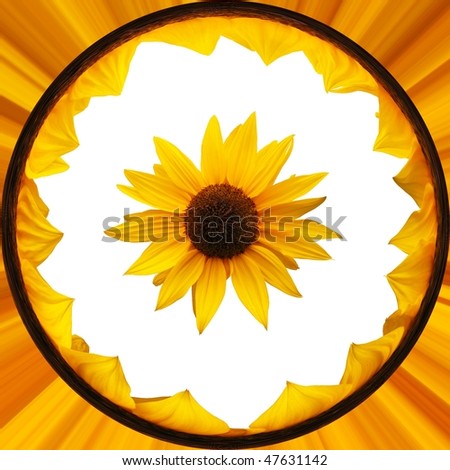 sunflower circle yellow back