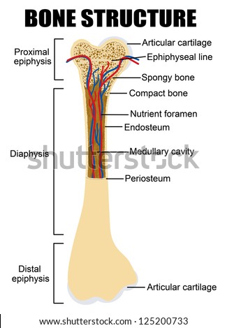Diagram Of Human Bone Anatomy (Useful For Education In Schools And