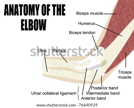 Bones Elbow