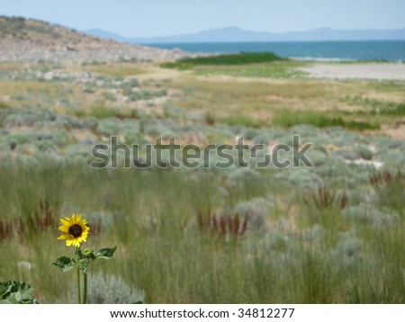 sunflower with salt lake in the back