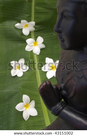 day spa background with frangipani flowers