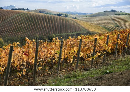 Vineyard on hills in fall with orange leaves