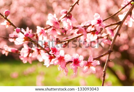 Branches of blooming cherry tree
