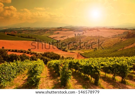 Rows of grapes in a vineyard