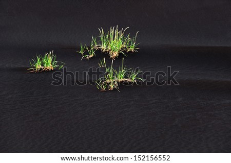 Iceland black volcanic desert with green grass