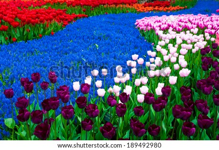 Flower beds in Keukenhof park, Holland