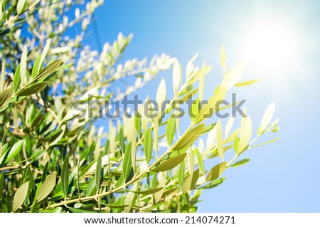 Olive tree branches and sun in the sky