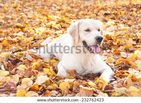 Golden retriever dog lying on colorful autumn leaves