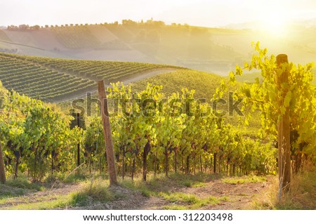 Vineyard on sunset