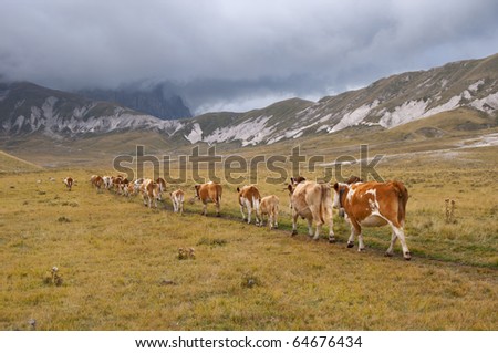 Brown cows walking away in a line in mountains on a cloudy day