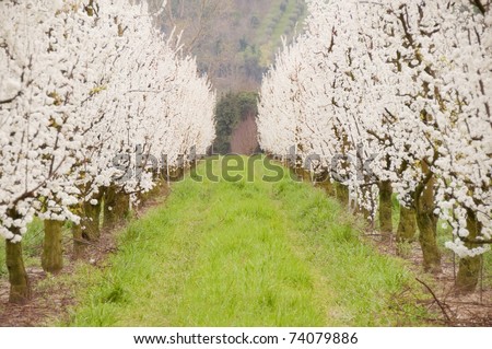 Alley of white  fruit trees in blossom