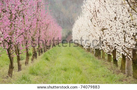 Alley of white and rose fruit trees in blossom