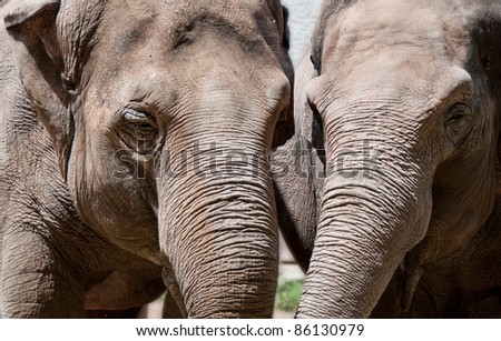 Couple of elephants, closeup