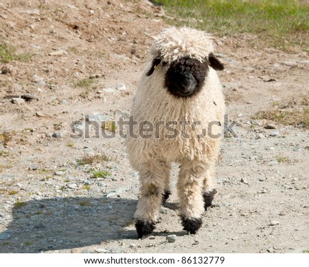 Swiss hairy little sheep lamb