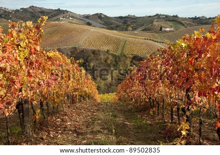 Vineyard on hills in fall