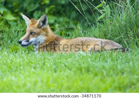 Red Fox taking it easy