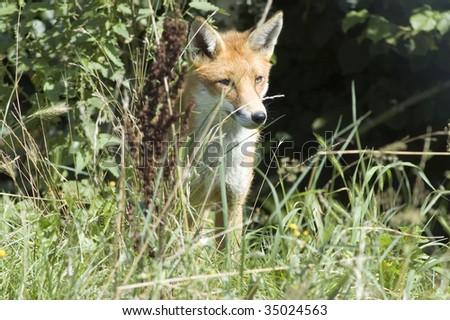 Red Fox on the hunt