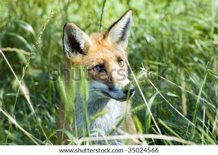 Fox Hiding