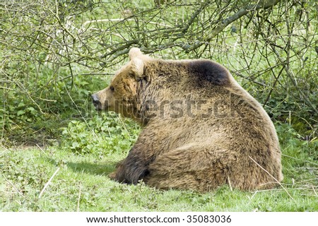 European Brown Bear taking it easy