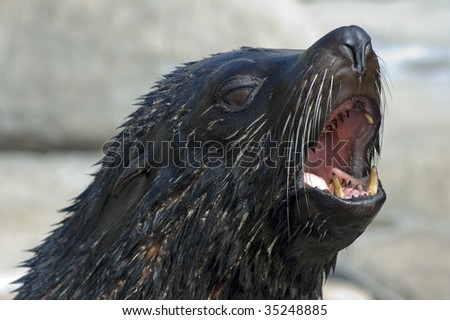 Barking Seal