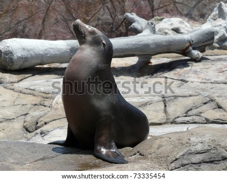 proud sea lion looking up and sit on rock